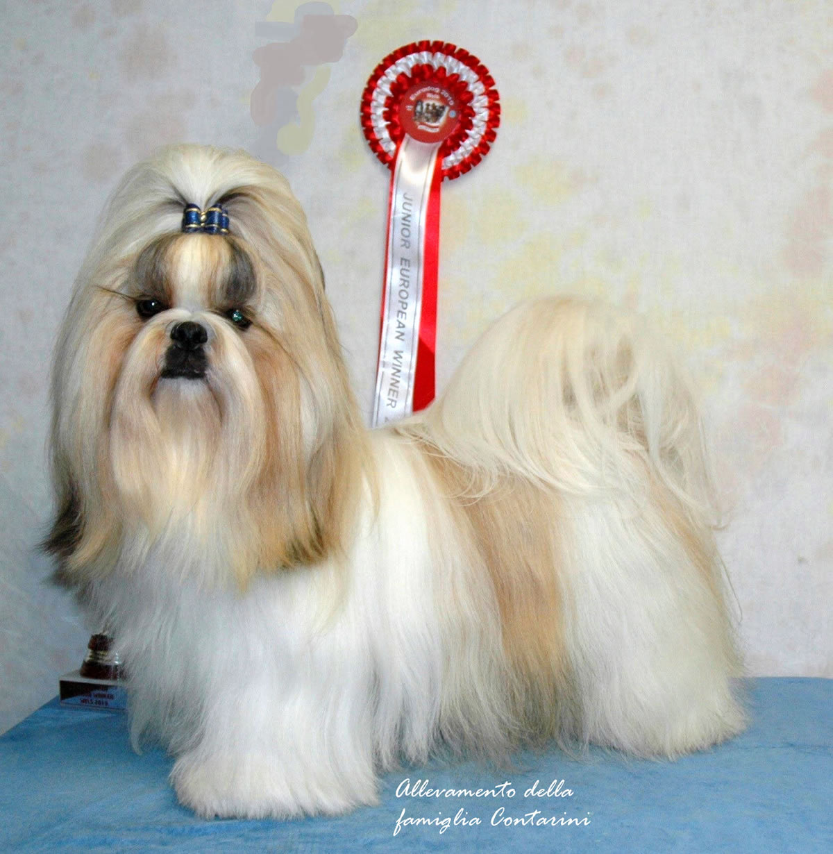 The Boss della famiglia Contarini vince in Austria il campionato europeo 2019 come miglior giovane shih-tzu