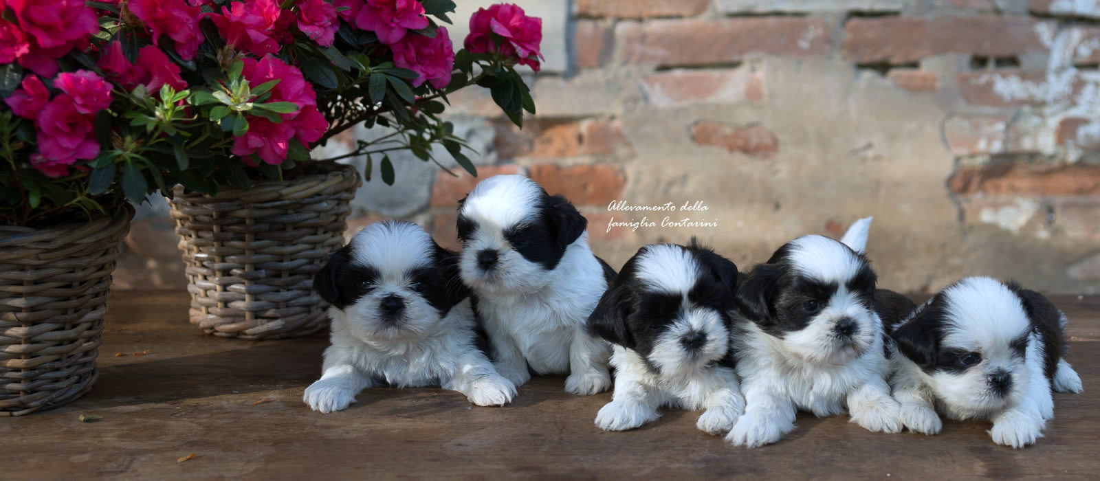 Le Caratteristiche Della Razza Shih Tzu Canishihtzu It