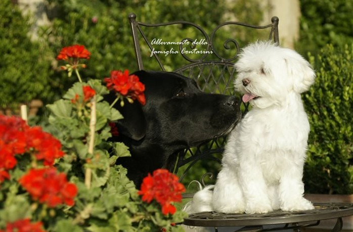 Educazione Del Cane Maltese Canimaltesiit