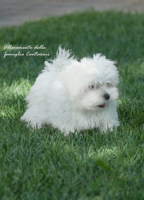Toelettatura Cani Maltesi Canimaltesiit