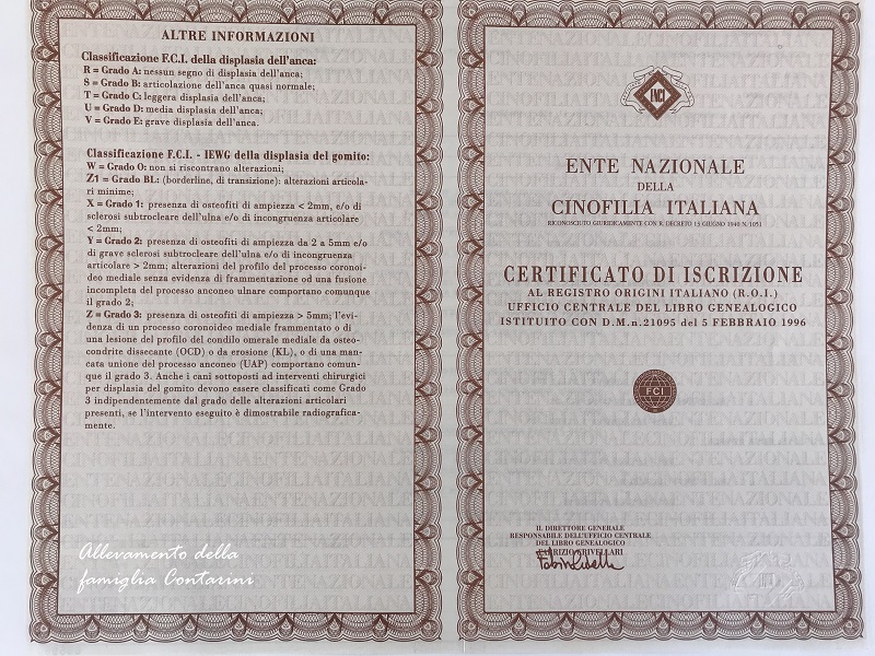 Pedigree maltese sales