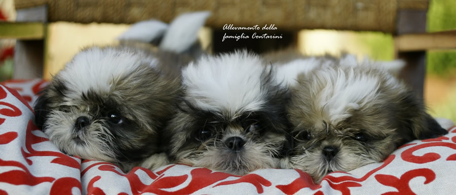 shih tzu minzione frequente