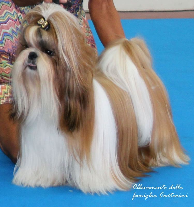 Le Caratteristiche Della Razza Shih Tzu Canishihtzu It